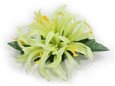 Green Small Spider Lily Hair Clip 4.5&quot;
