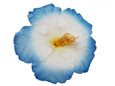 Blue Jumbo Hibiscus Hair Clip 6.5&quot;
