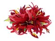 Mauve Large Spider Lily Hair Clip 6&quot;