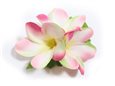 Pink Extra Small Plumeria Hair Clip 3&quot;