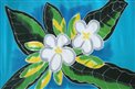 Pareo Island White Plumeria Turquoise Premium Hand Printed Pareo Sarong