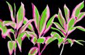 Pareo Island Ti Plant Black &amp; Pink Premium Hand Printed Pareo Sarong