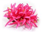 Hot Pink Large Spider Lily Hair Clip 6"