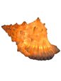 KC Hawaii Conch  Ocean LED Lamp