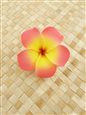 #03 Yellow/Pink Foam Plumeria Hair Clip 3&quot;