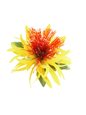 Yellow Lehua &amp; Spider Lily Hair Clip 5&quot;